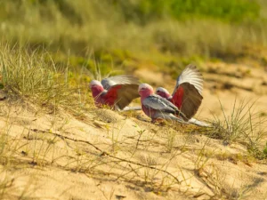 home-lifestyle-hallidays-point-04